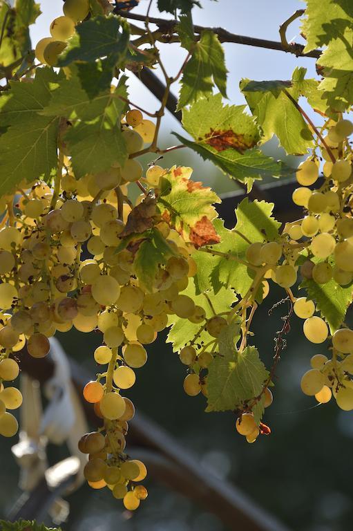Mailhac Domaine De "Creva-Tinas" Bed & Breakfast エクステリア 写真